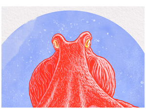 “Heʻe II” Hawaiian Octopus